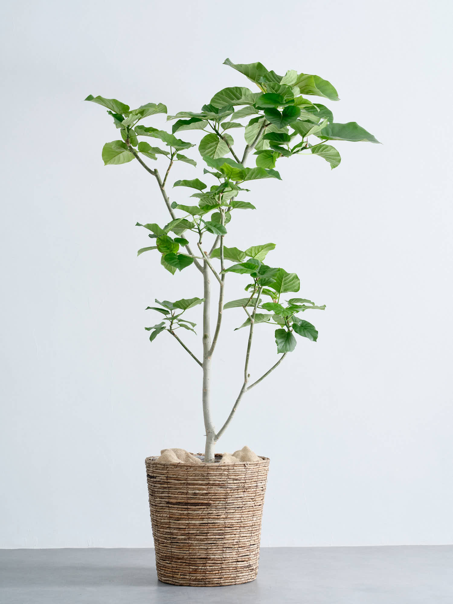 大切なウンベラータ Lサイズ 観葉植物 calm cafe - メルカリ
