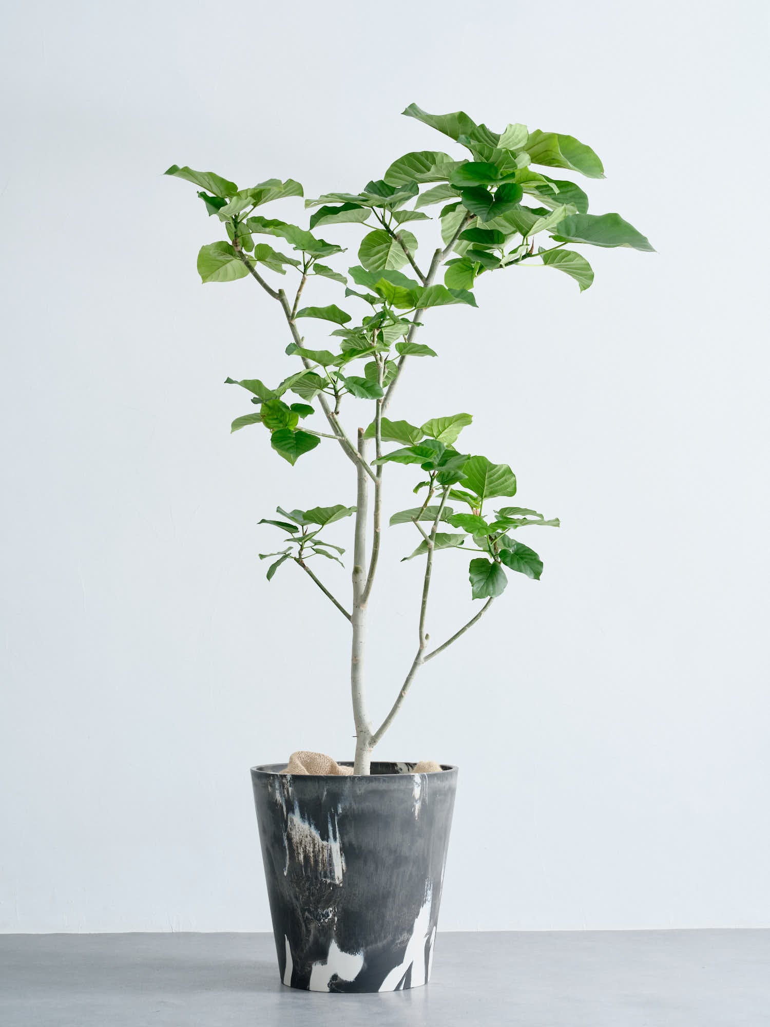 フィカス・ウンベラータ XL (樹脂ポット ブラックマーブル)