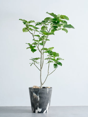 フィカス・ウンベラータ XL (樹脂ポット ブラックマーブル)