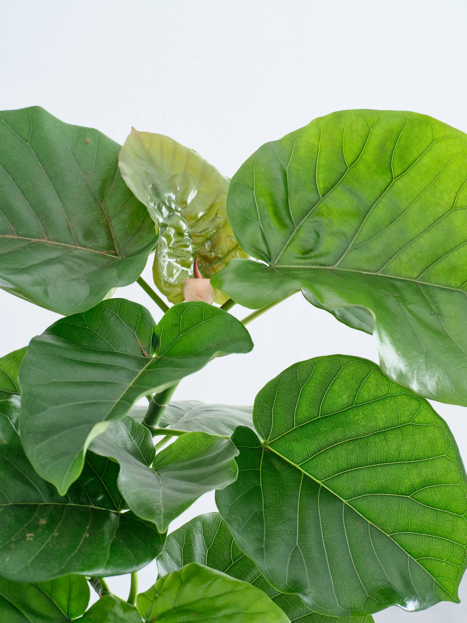 フィカス・ウンベラータ XL | 観葉植物の通販 AND PLANTS (アンドプランツ)