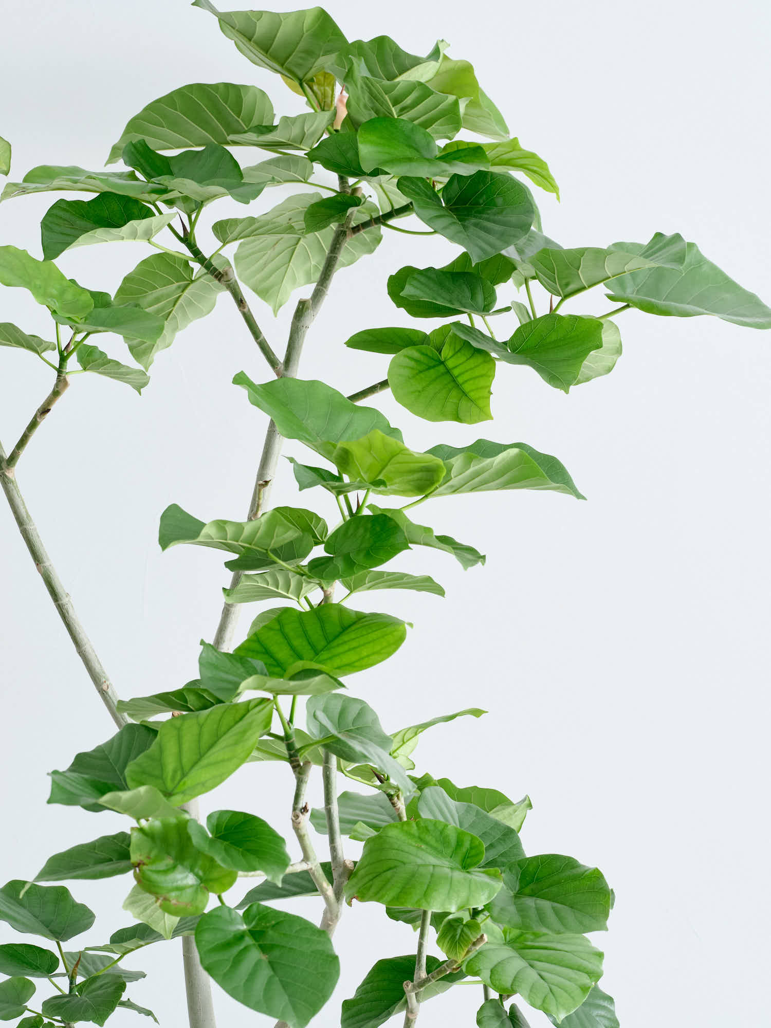 フィカス・ウンベラータ XL | 観葉植物の通販 AND PLANTS (アンドプランツ)