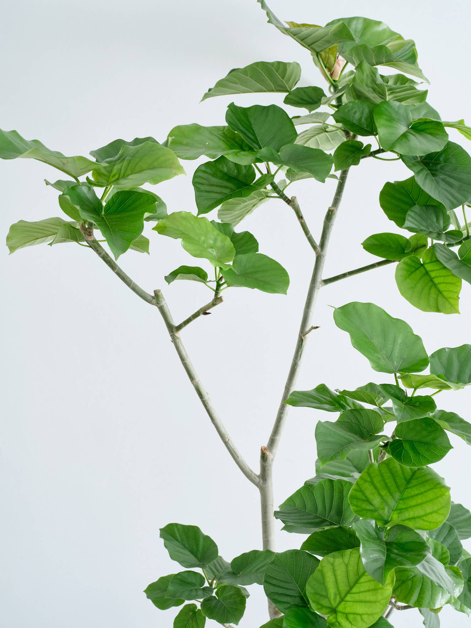 フィカス・ウンベラータ XL | 観葉植物の通販 AND PLANTS (アンドプランツ)