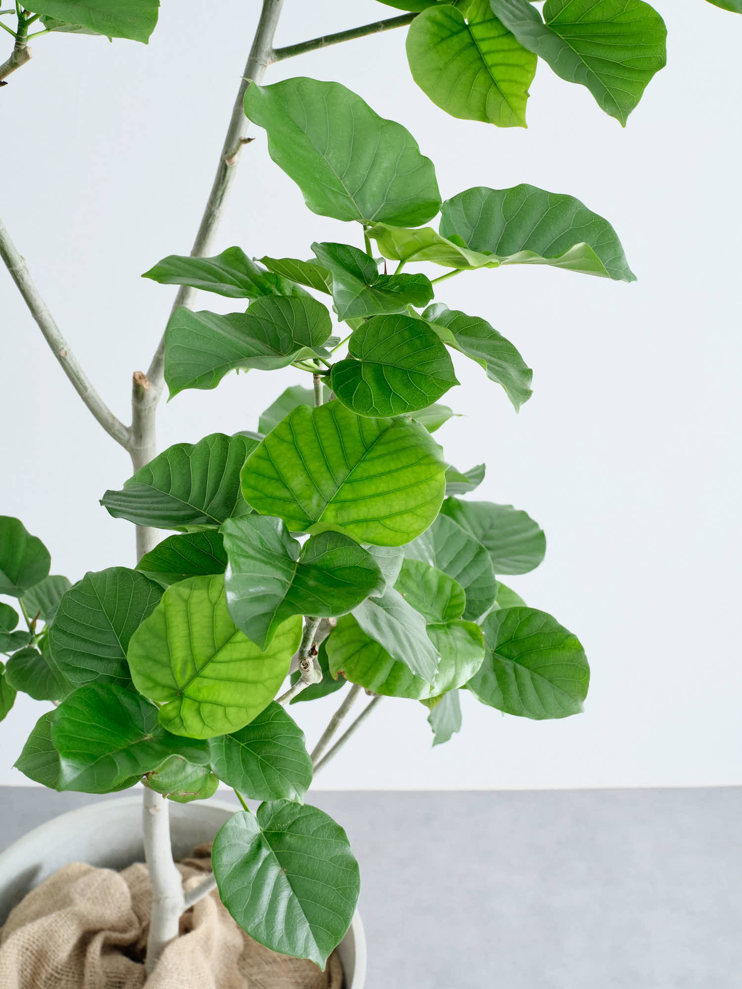 フィカス・ウンベラータ XL | 観葉植物の通販 AND PLANTS