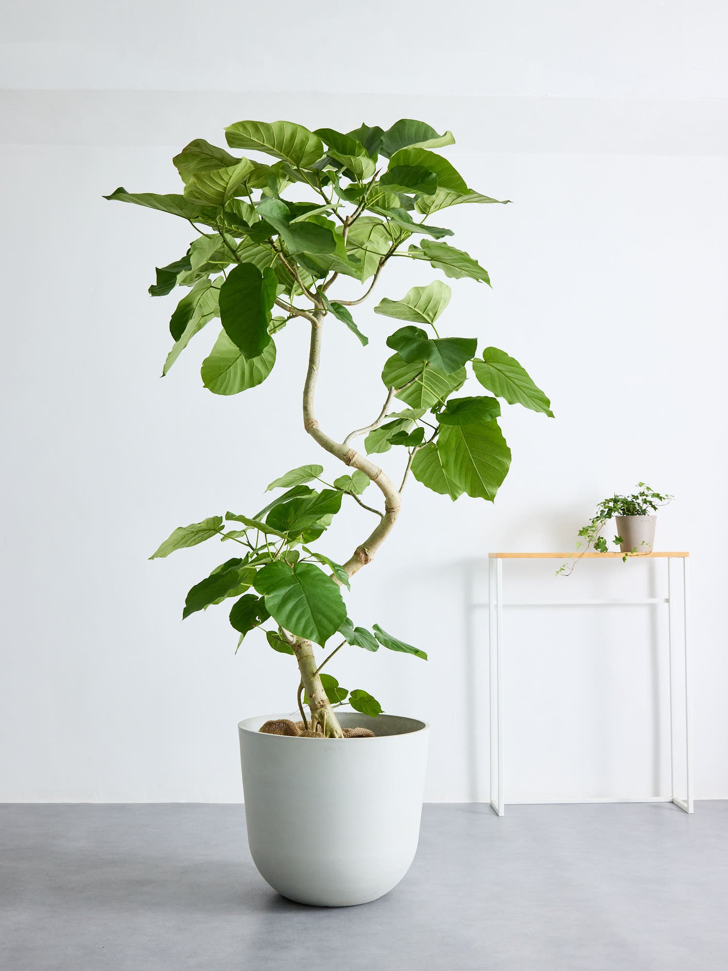 フィカス ウンベラータ 曲がり 2 フィカス・ウンベラータ まがり XL ＃2 【首都圏限定】 | 観葉植物の