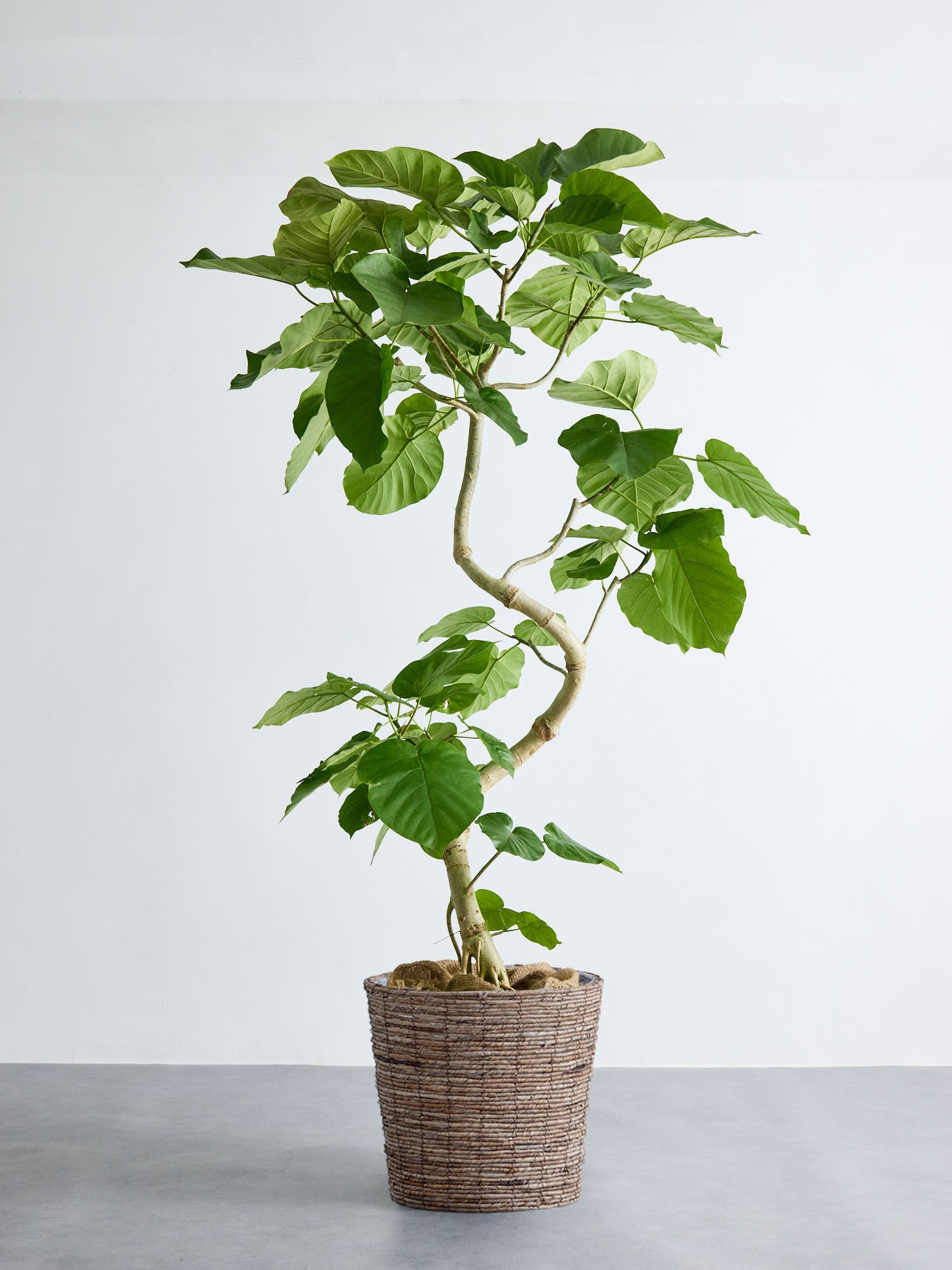 フィカス・ウンベラータ XL #2 (バナナリーフバスケット ブラウン)