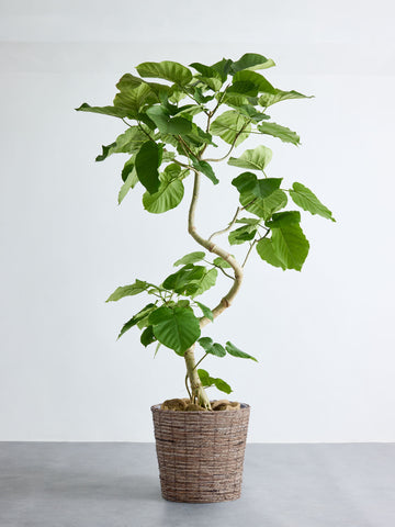 フィカス・ウンベラータ XL #2 (バナナリーフバスケット ブラウン)