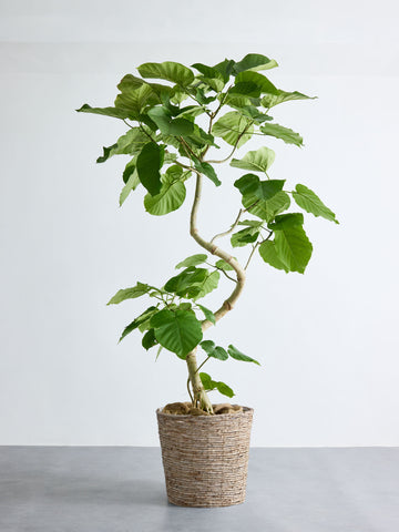 フィカス・ウンベラータ XL #2 (バナナリーフバスケット ナチュラル)