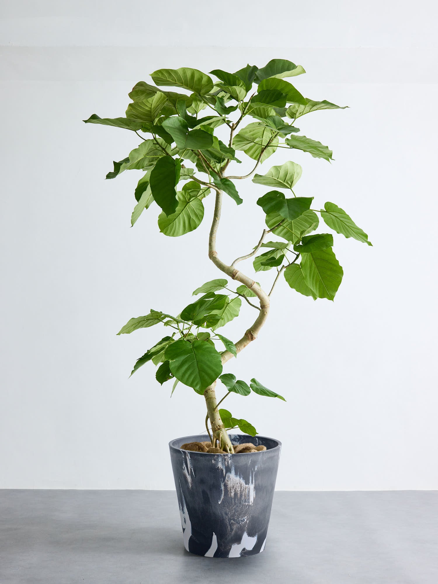 フィカス・ウンベラータ まがり XL ＃2【首都圏限定】(樹脂ポット ブラックマーブル)