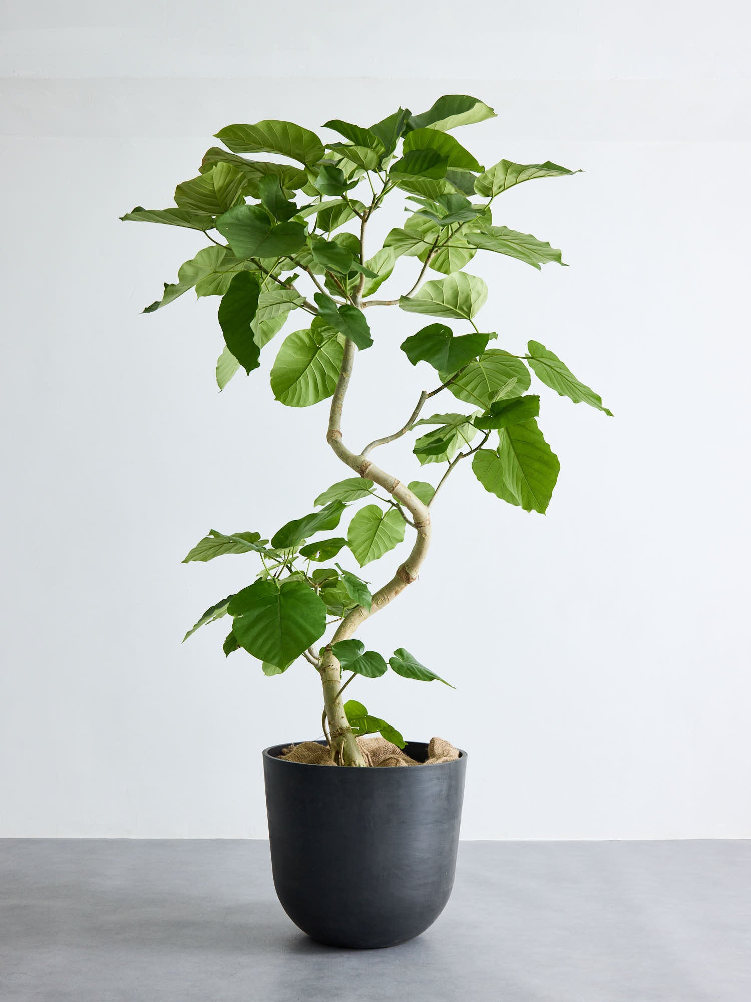 フィカス・ウンベラータ まがり XL ＃2【首都圏限定】(レザーカバー ベージュ)