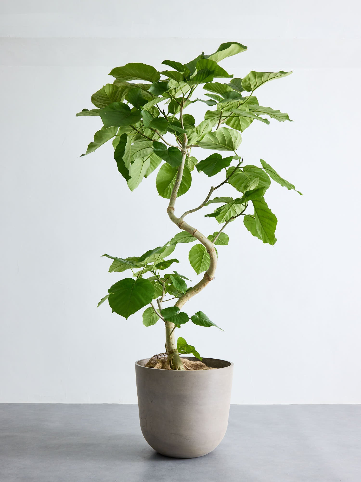 フィカス・ウンベラータ まがり XL ＃2 【首都圏限定】 | 観葉植物の