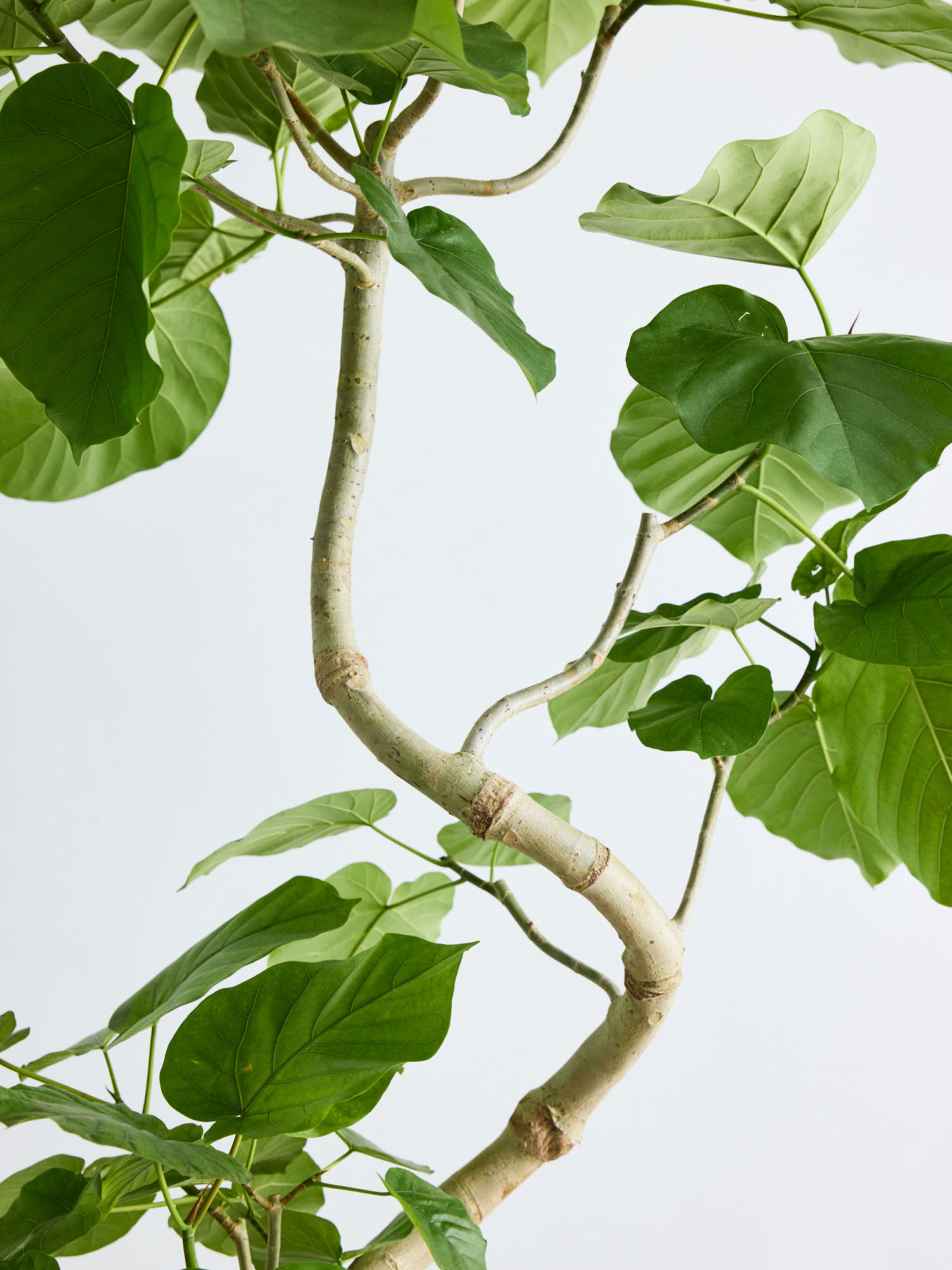 フィカス・ウンベラータ まがり XL ＃2 【首都圏限定】 | 観葉植物の