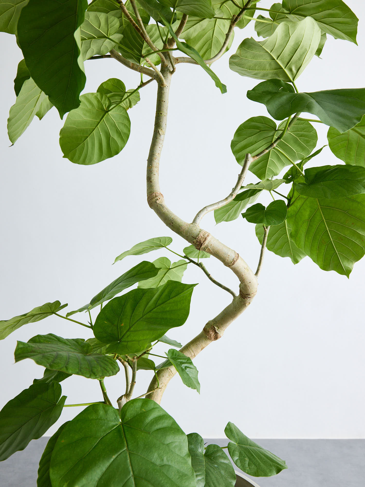 フィカス・ウンベラータ まがり XL ＃2 【首都圏限定】 | 観葉植物の