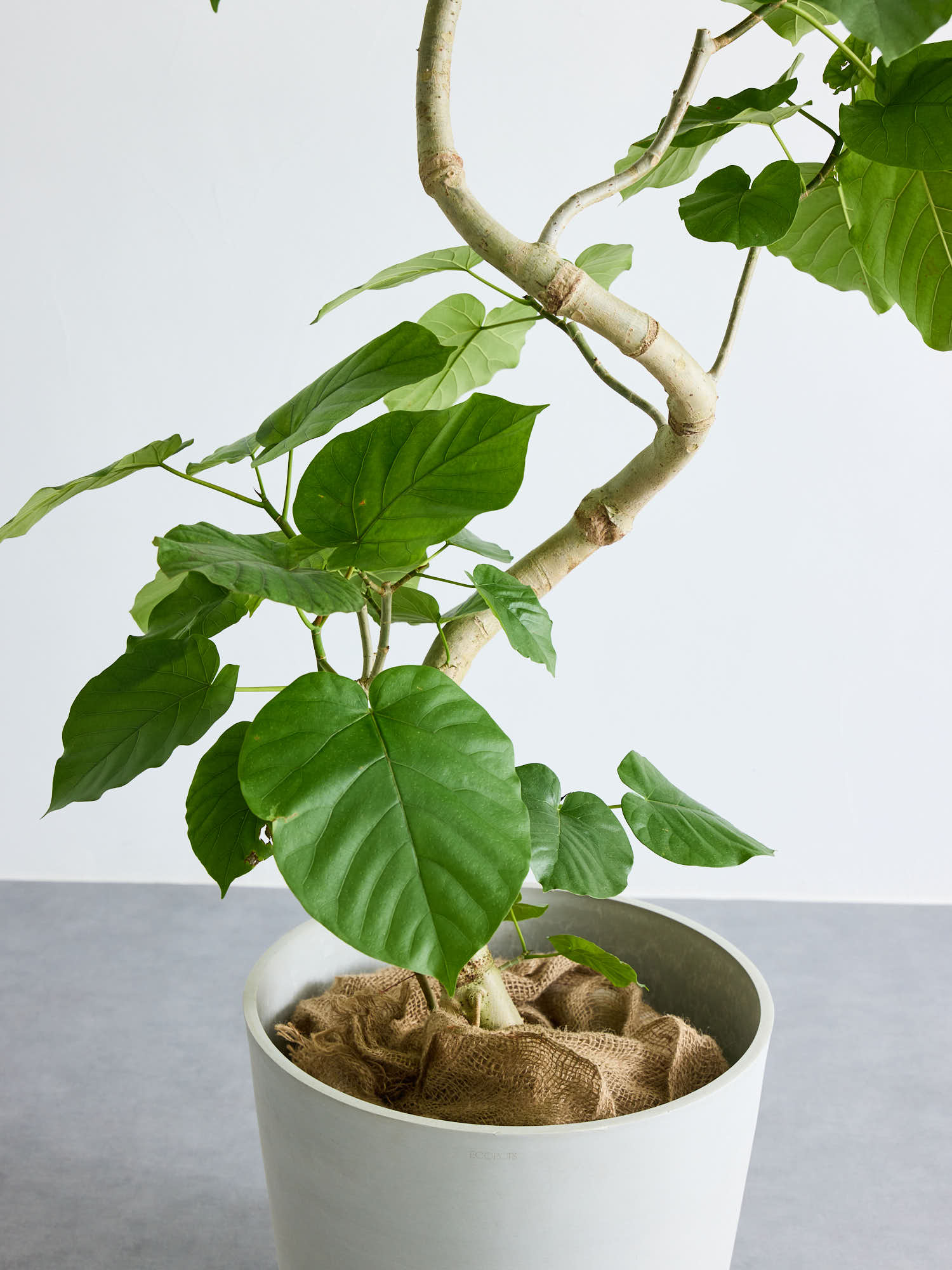 フィカス・ウンベラータ まがり XL ＃2 【首都圏限定】 | 観葉植物の