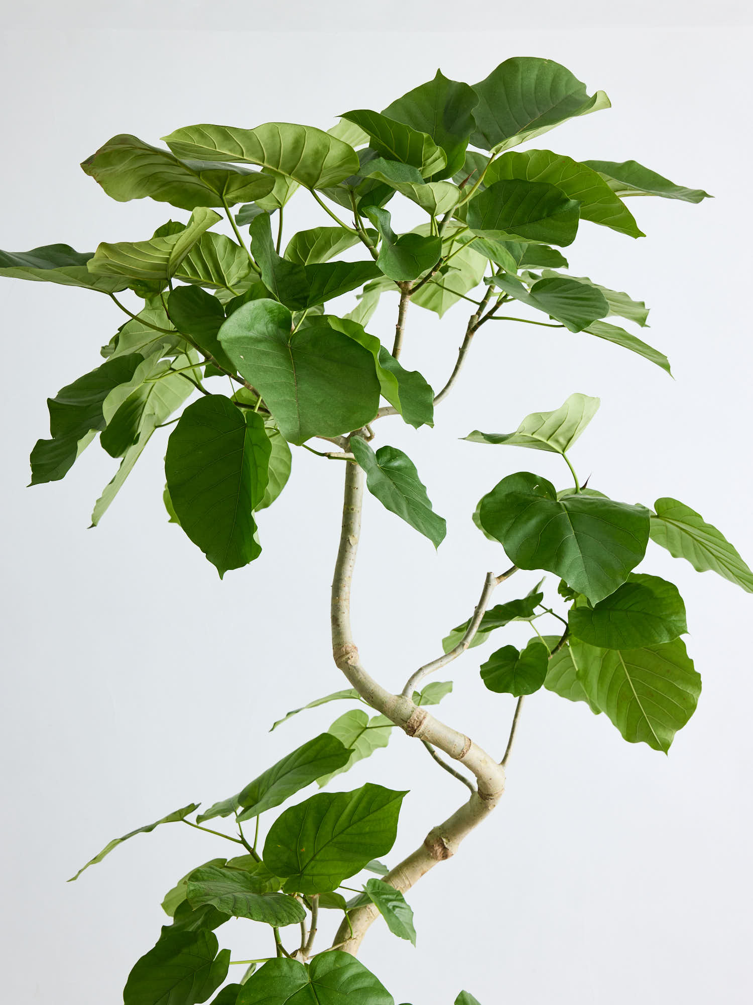 フィカス・ウンベラータ まがり XL ＃2 【首都圏限定】 | 観葉植物の