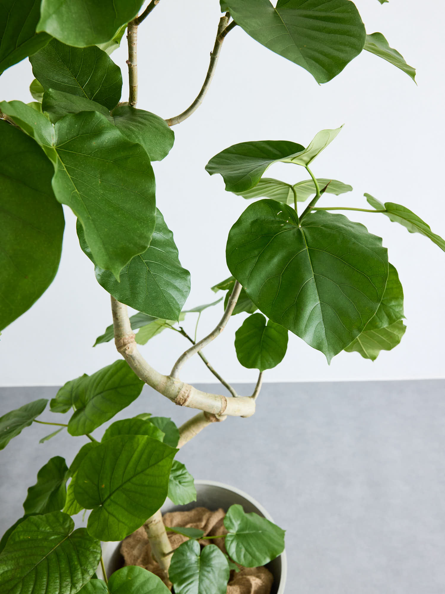 フィカス・ウンベラータ まがり XL ＃2 【首都圏限定】 | 観葉植物の