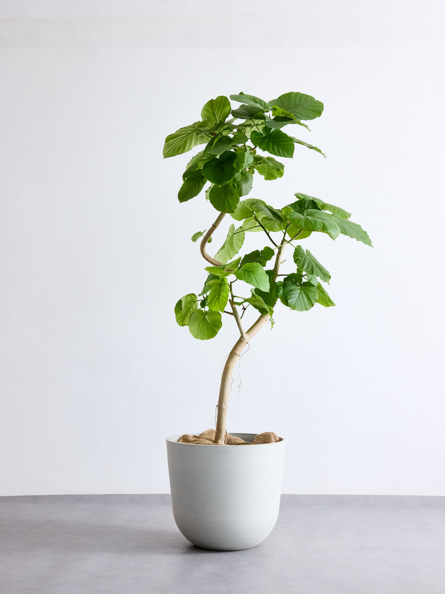 y*i様 ウンベラータ　曲がり　観葉植物　約110センチ　3 y*i様 ウンベラータ 曲がり 観葉植物 約110センチ 3 Amazon