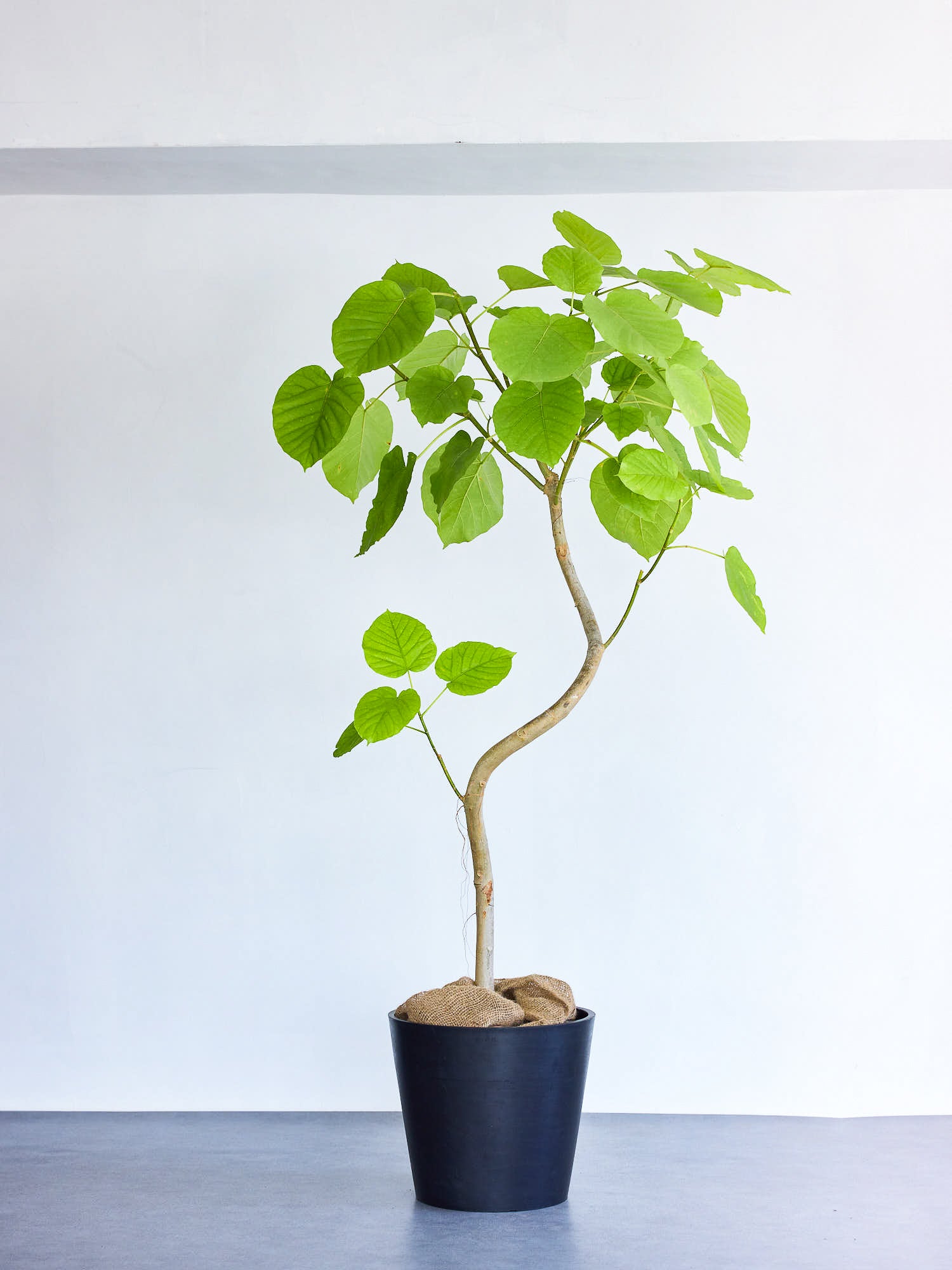フィカス・ウンベラータ まがり XL 【首都圏限定】 | 観葉植物の通販