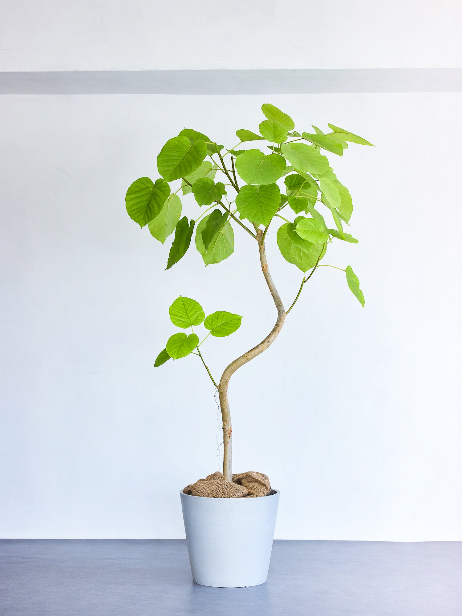 観葉植物　ウンベラータ 000000002111_FmDL5ib.jpg