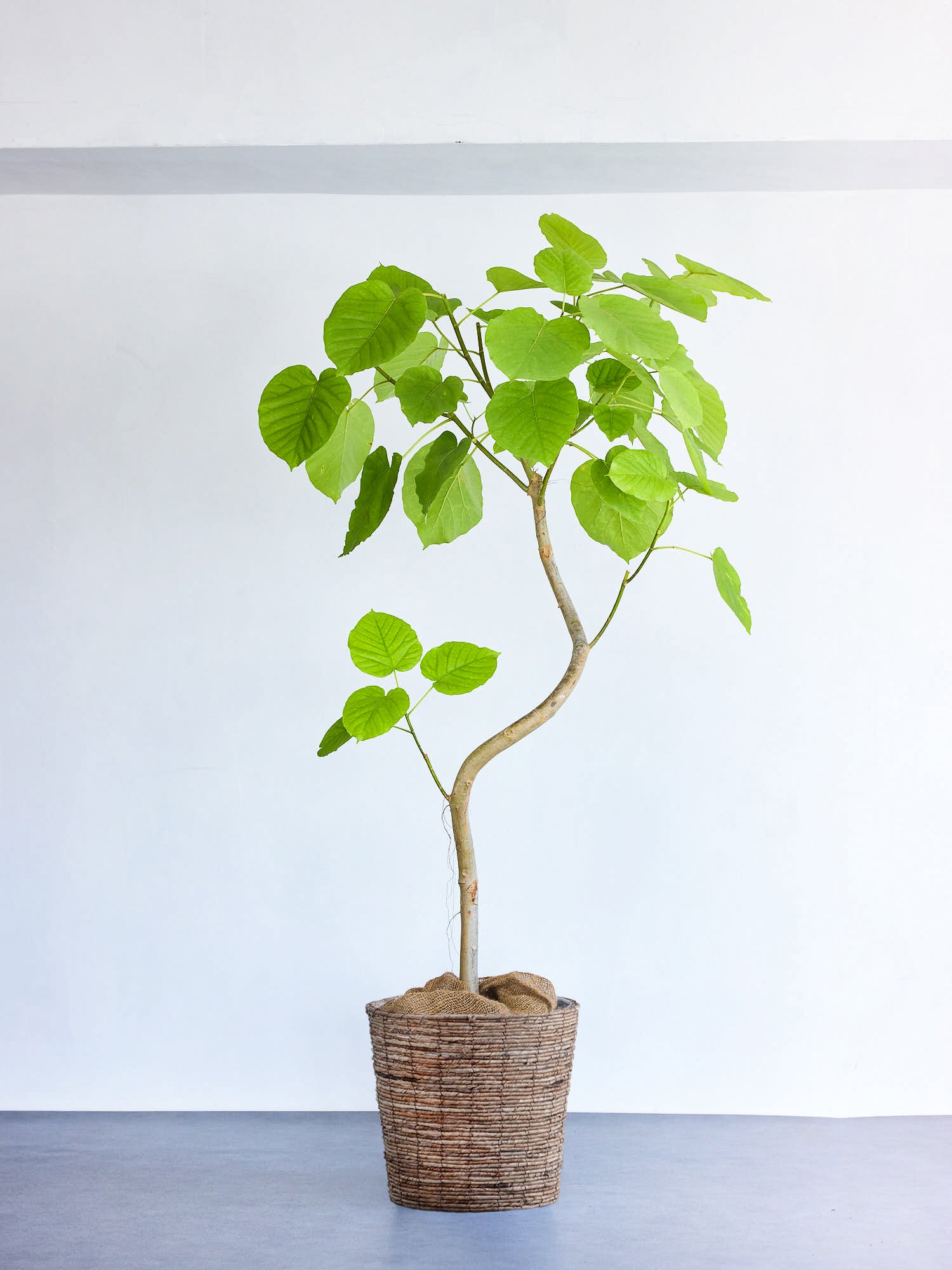 フィカス・ウンベラータ まがり XL 【首都圏限定】(バナナリーフバスケット ブラウン)