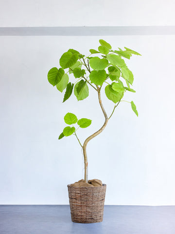 フィカス・ウンベラータ まがり XL 【首都圏限定】(バナナリーフバスケット ブラウン)