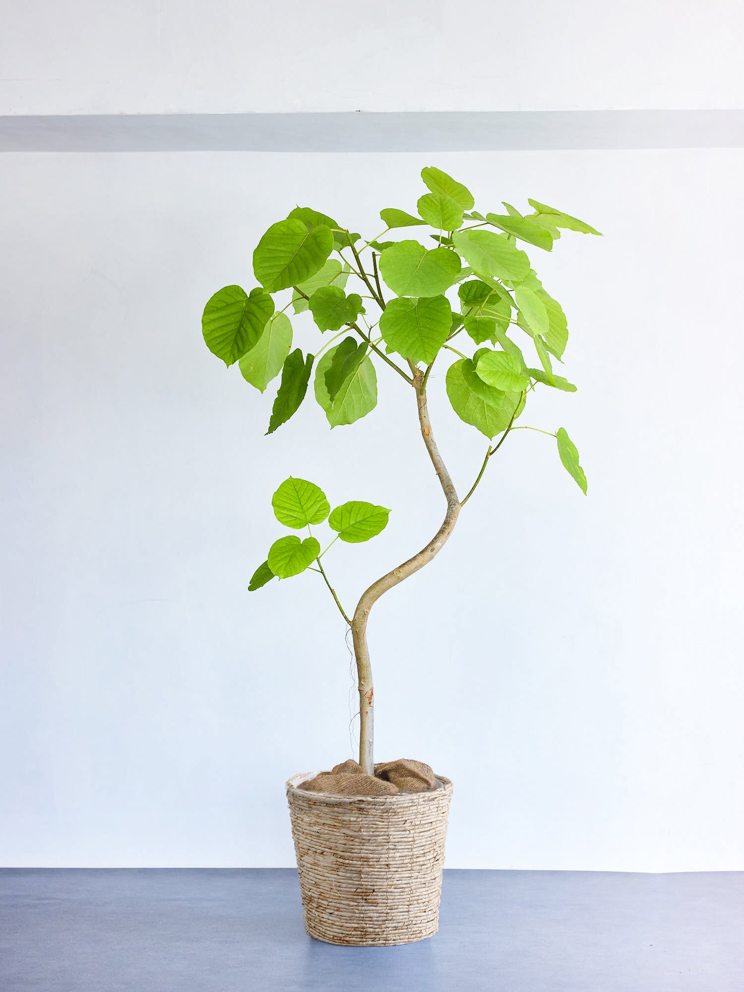 フィカス・ウンベラータ まがり XL 【首都圏限定】(バナナリーフバスケット ナチュラル)