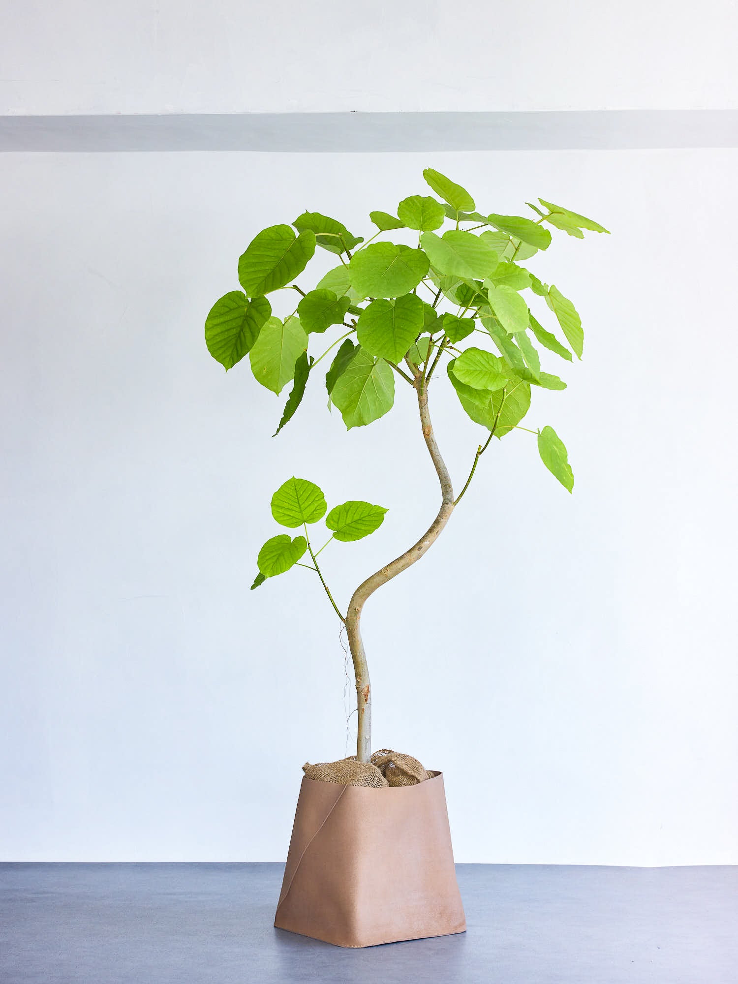 フィカス・ウンベラータ まがり XL 【首都圏限定】(レザーカバー ベージュ)