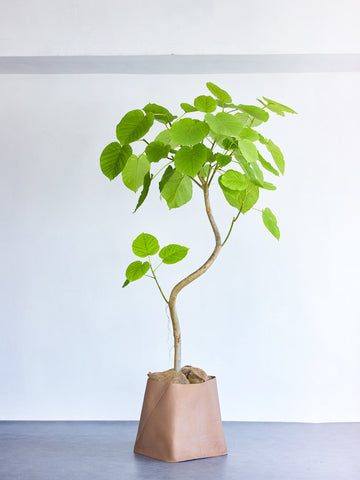 フィカス・ウンベラータ まがり XL 【首都圏限定】(レザーカバー ベージュ)