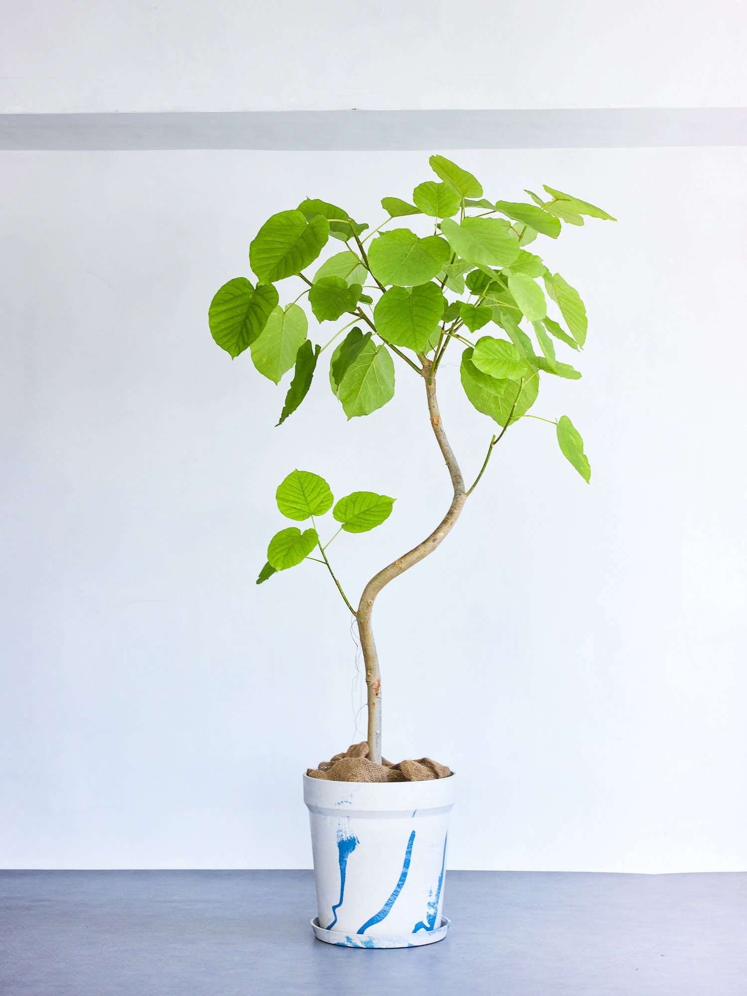 フィカス・ウンベラータ まがり XL 【首都圏限定】(アーバンプランツポット マーブルミルク)