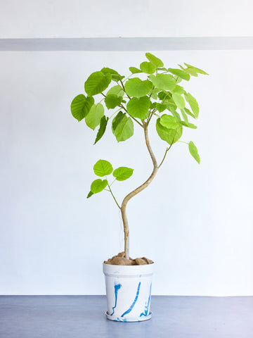 フィカス・ウンベラータ まがり XL 【首都圏限定】(アーバンプランツポット マーブルミルク)