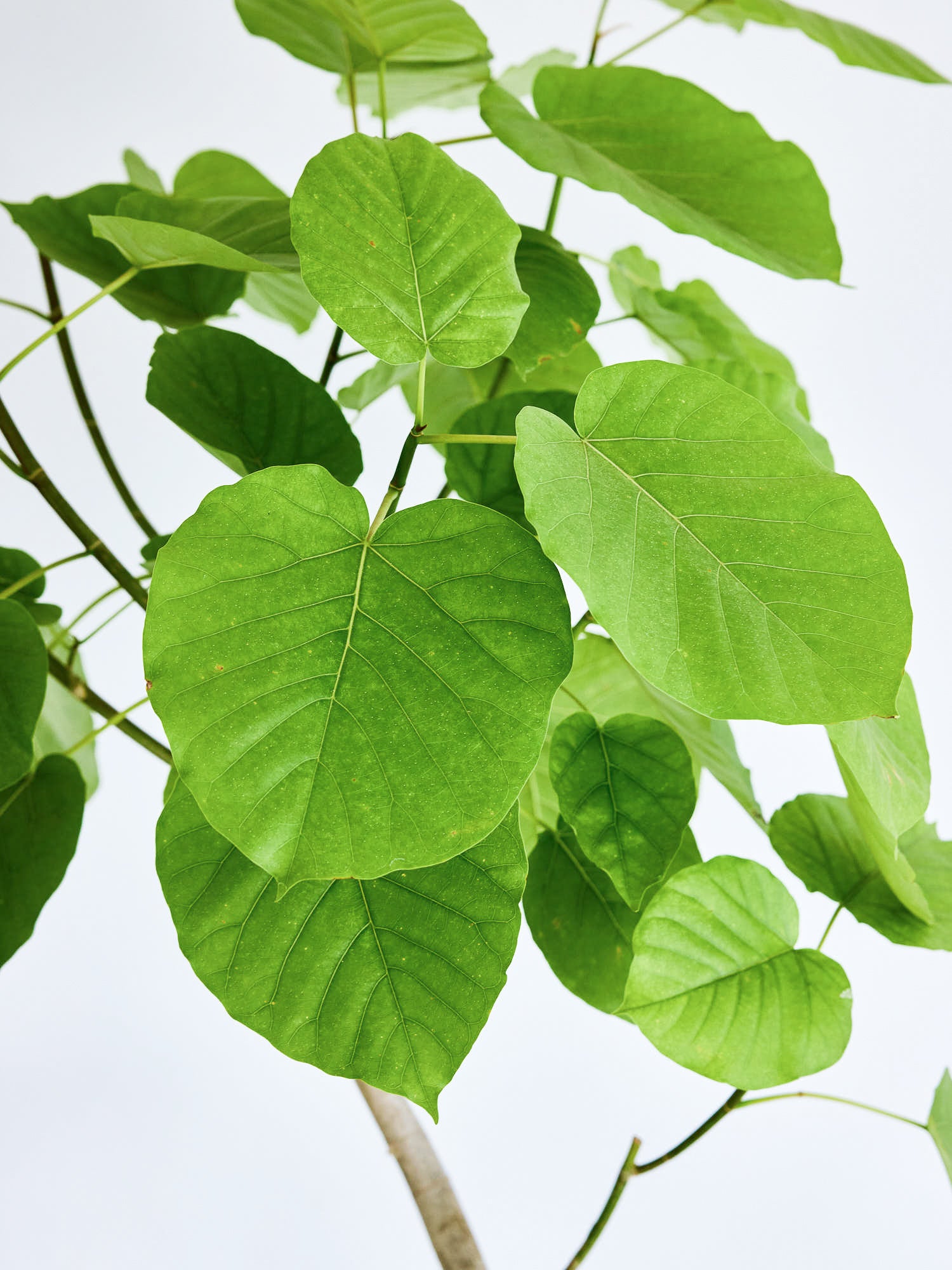 フィカス・ウンベラータ まがり XL 【首都圏限定】 | 観葉植物の通販