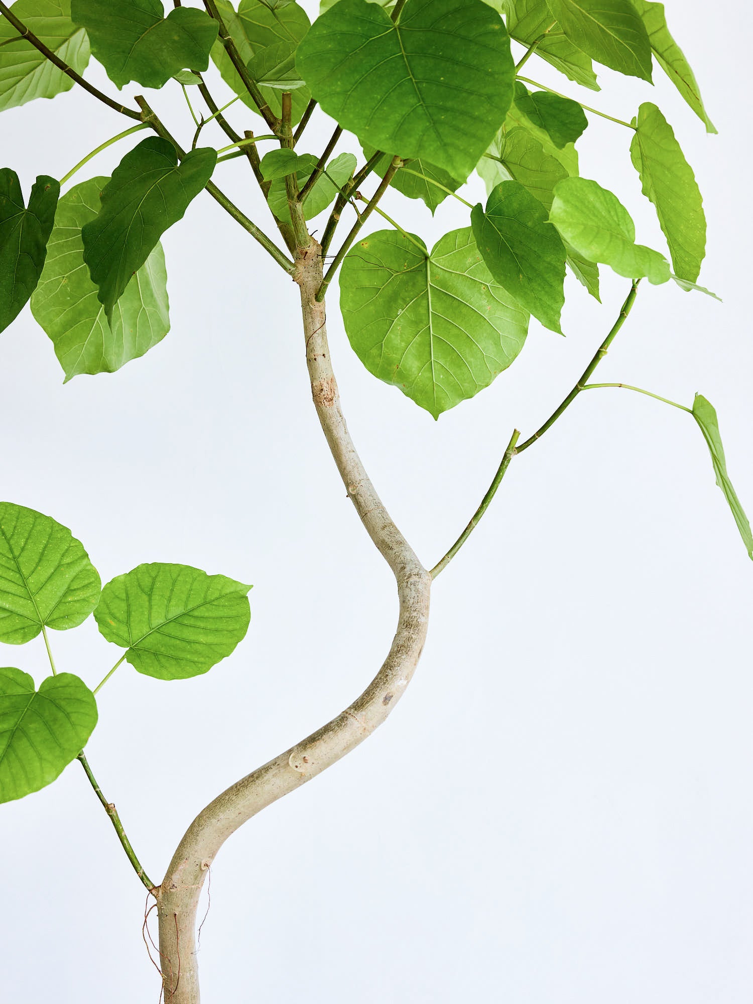 フィカス・ウンベラータ まがり XL 【首都圏限定】 | 観葉植物の通販 フィカス・ウンベラータ まがり XL 【首都圏限定】 | 観葉植物の通販