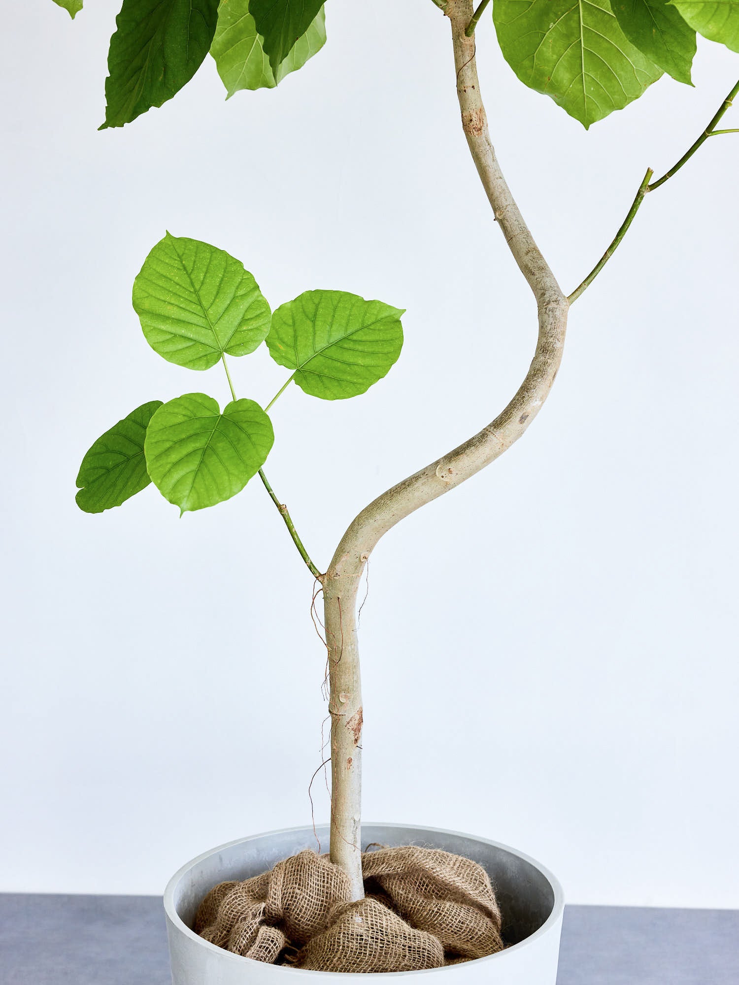 フィカス・ウンベラータ まがり XL 【首都圏限定】 | 観葉植物の通販