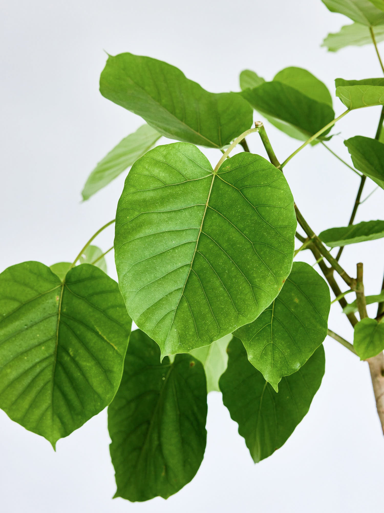 フィカス・ウンベラータ まがり XL 【首都圏限定】 | 観葉植物の通販