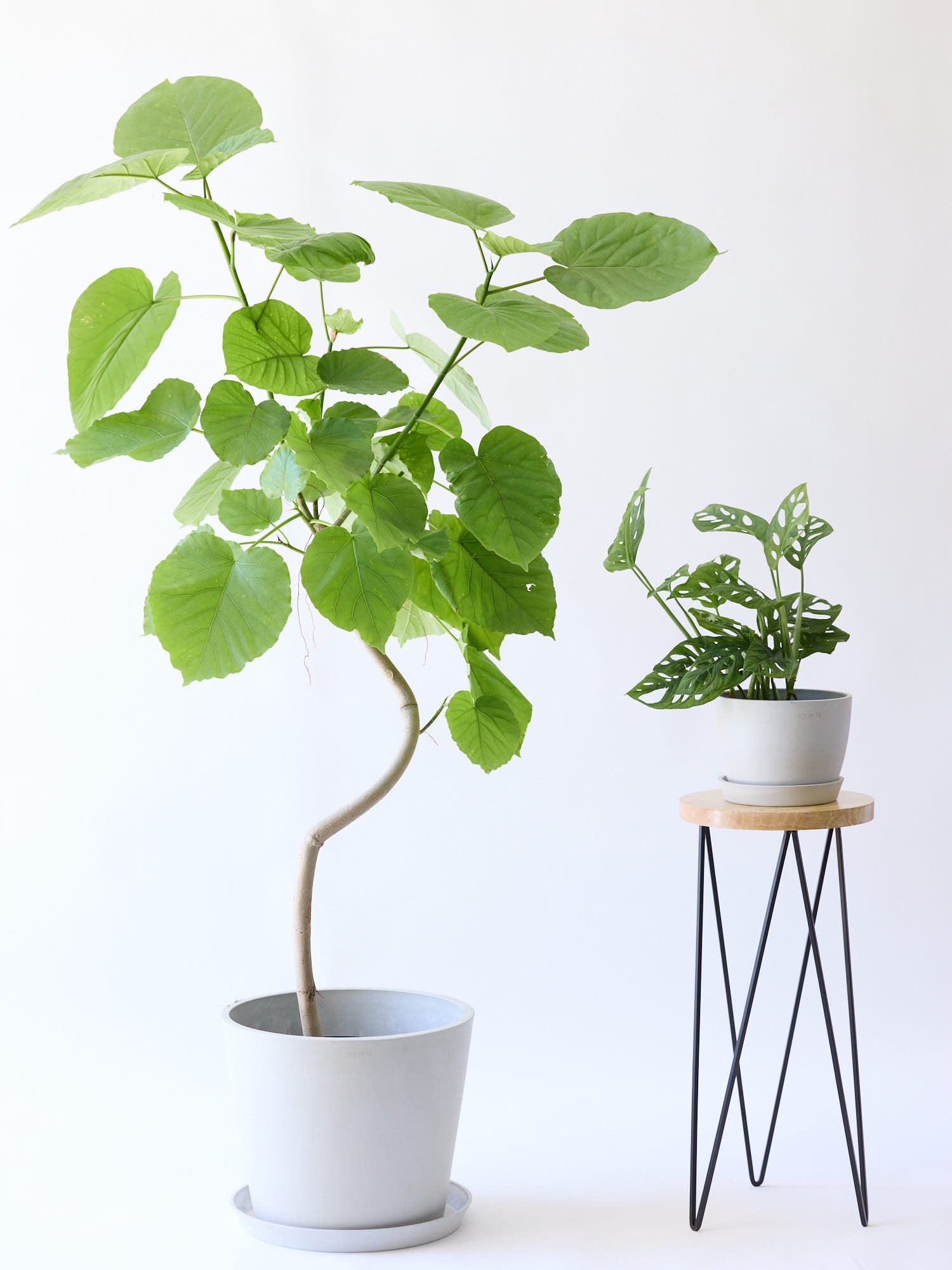 フィカス・ウンベラータ まがり L〈沖縄産〉 | 観葉植物の通販 AND