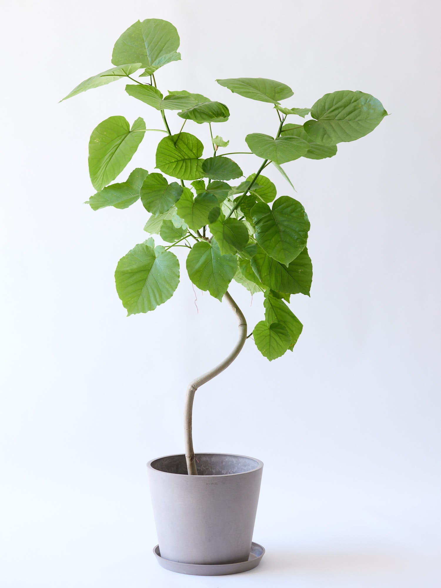 フィカス・ウンベラータ まがり L〈沖縄産〉 | 観葉植物の通販 AND