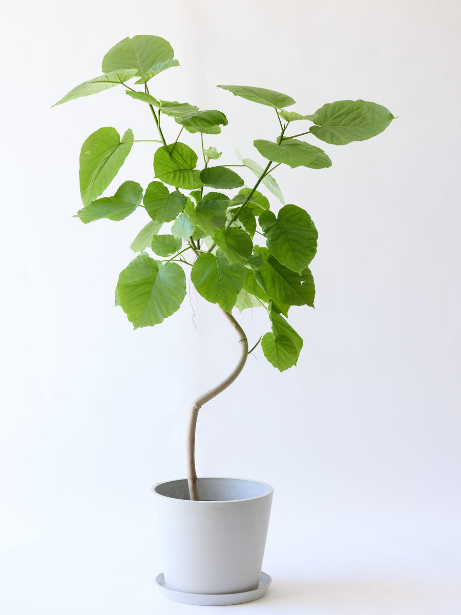 フィカス・ウンベラータ 10号 | 観葉植物の通販 AND PLANTS (アンド