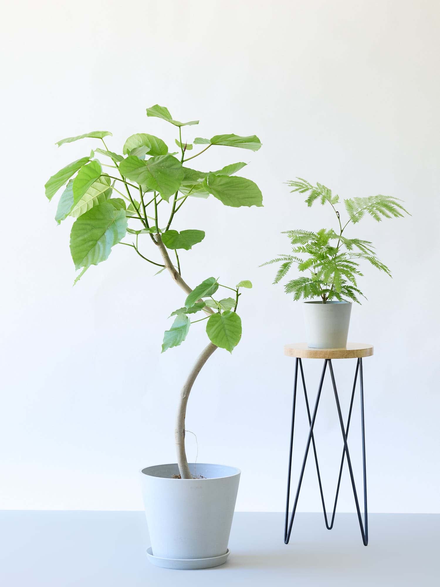 フィカス・ウンベラータ まがり M 〈沖縄産〉 | 観葉植物の通販 AND