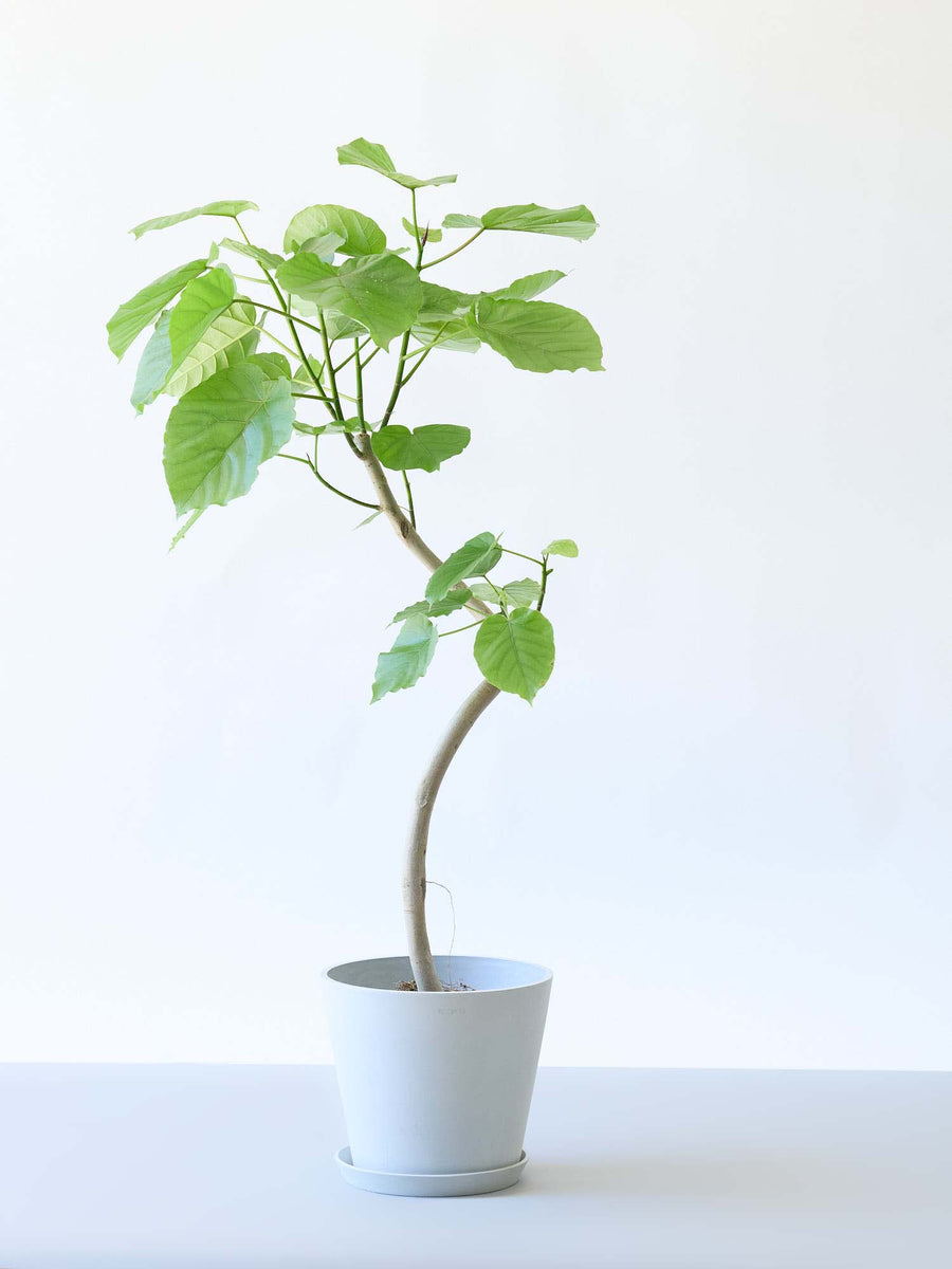 フィカス・ウンベラータ 8号 | 観葉植物の通販 AND PLANTS (アンド