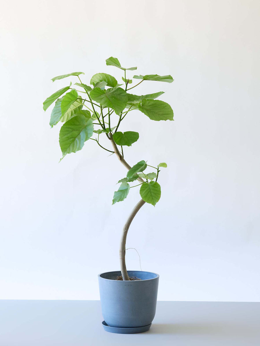 フィカス・ウンベラータ 8号 | 観葉植物の通販 AND PLANTS (アンド