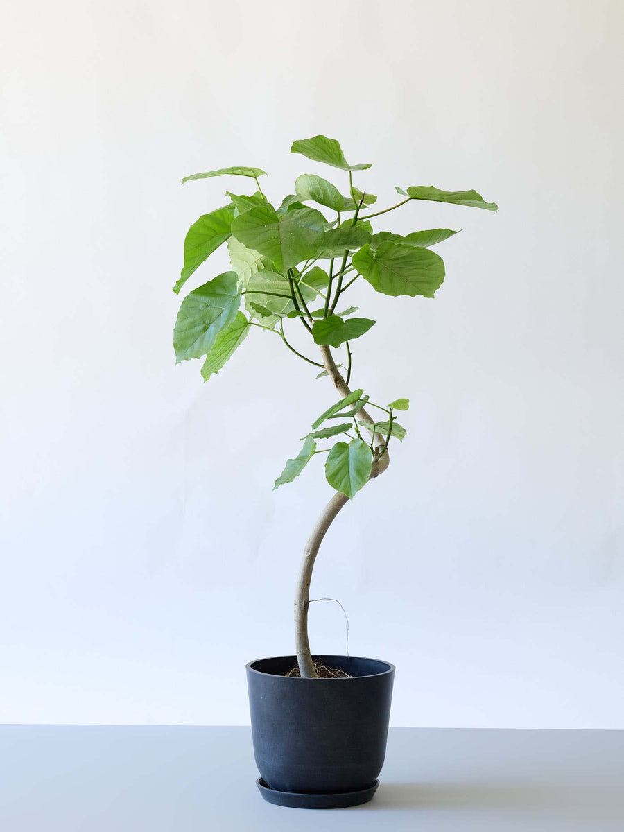 フィカス・ウンベラータ 8号 | 観葉植物の通販 AND PLANTS (アンド