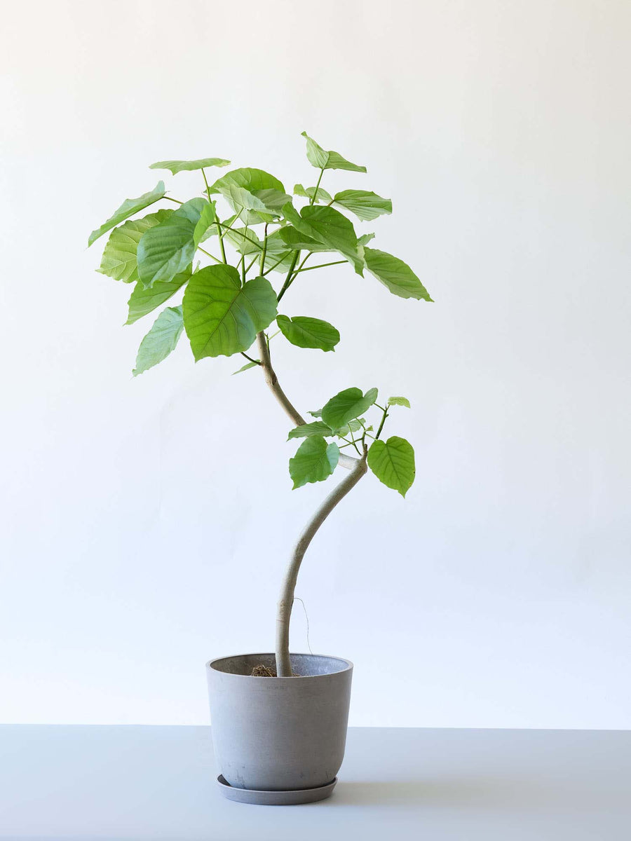 フィカス・ウンベラータ 8号 | 観葉植物の通販 AND PLANTS (アンド
