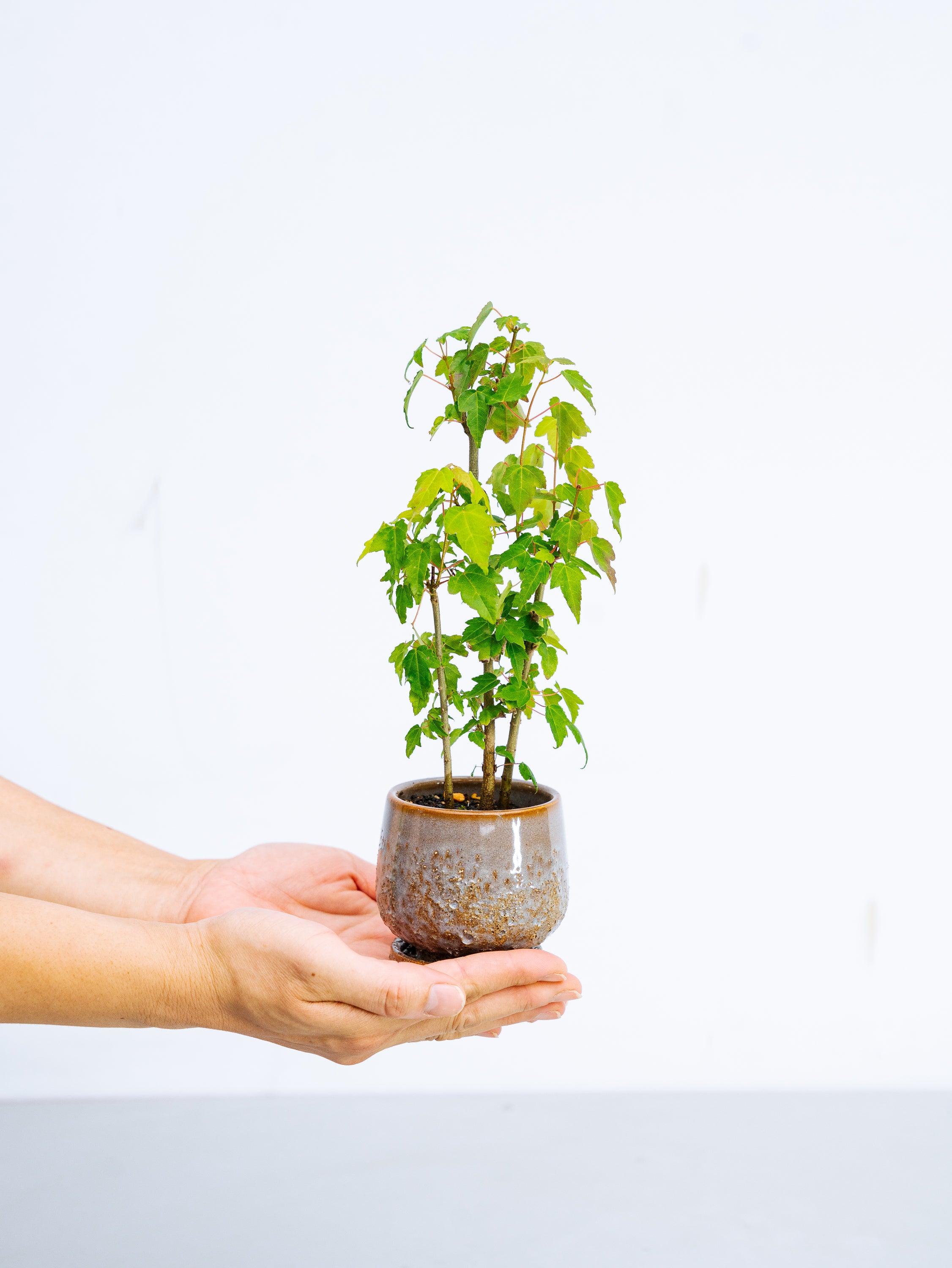 一点もの】唐楓（トウカエデ） Table-S #2 | 観葉植物・お花の通販 AND