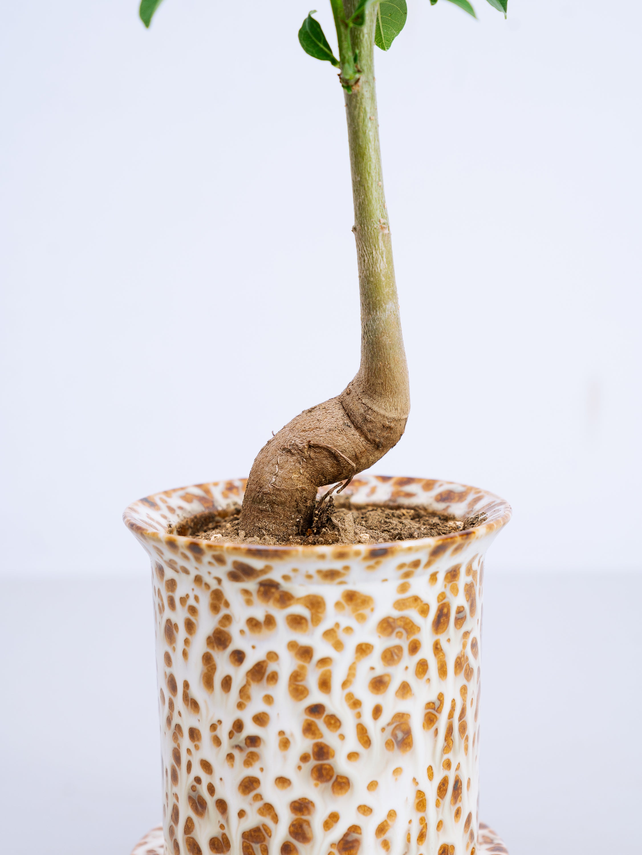 一点もの】バオバブ・ディギダータ Table-M #1 | 観葉植物・お花の通販