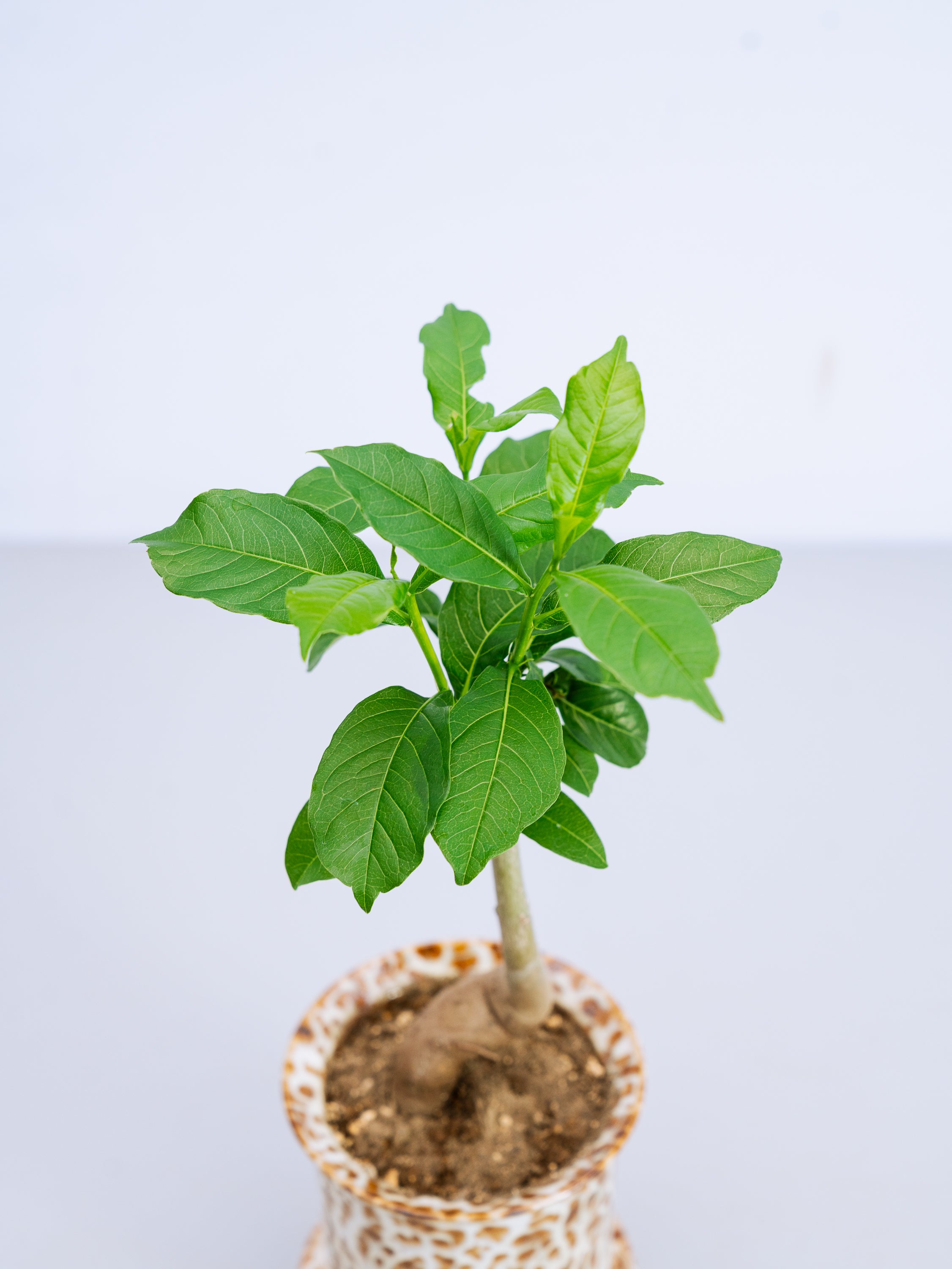 一点もの】バオバブ・ディギダータ Table-M #1 | 観葉植物・お花の通販