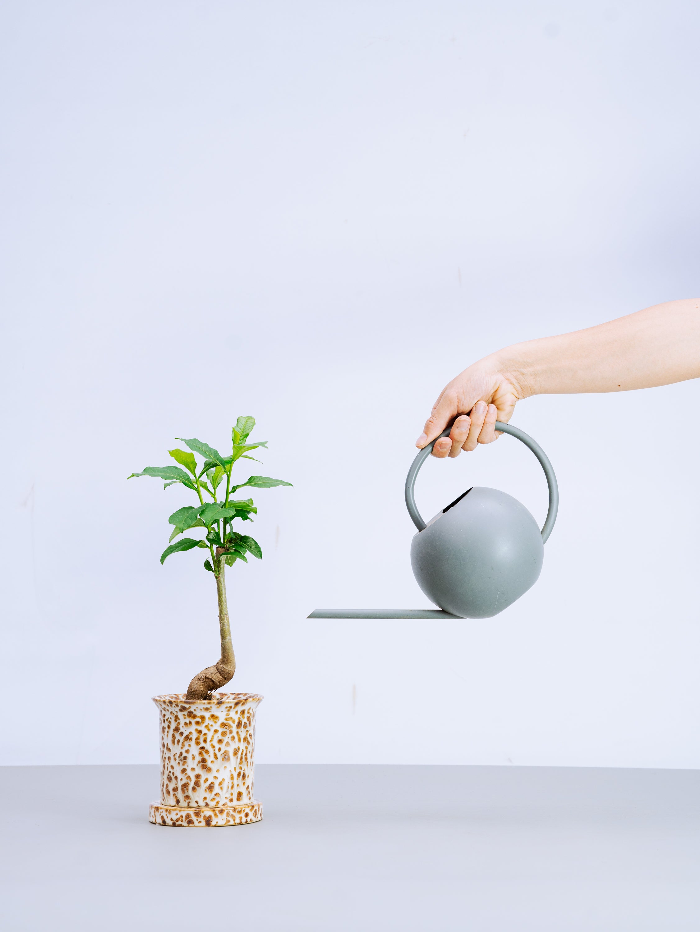 一点もの】バオバブ・ディギダータ Table-M #1 | 観葉植物・お花の通販