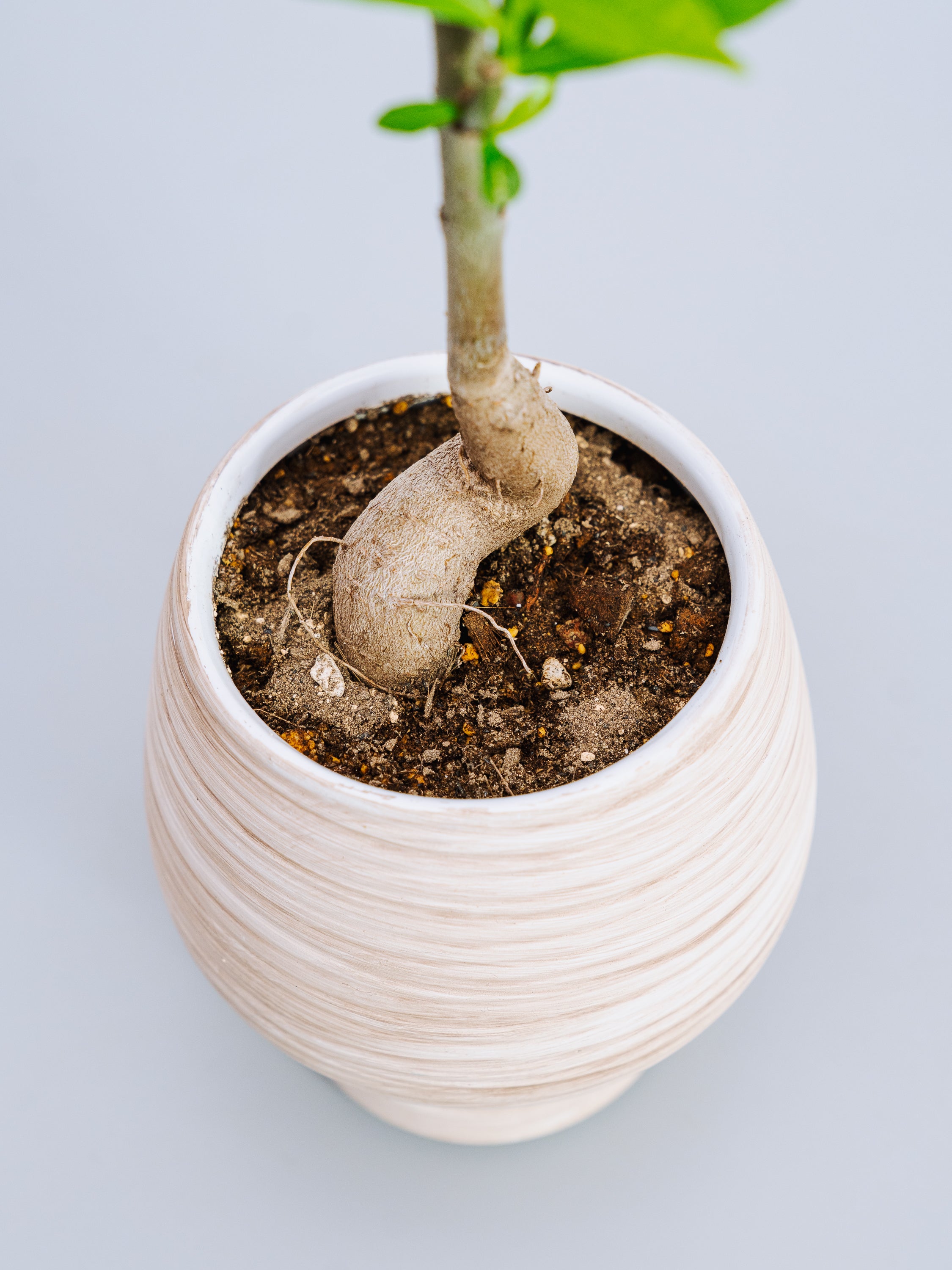 一点もの】バオバブ・ディギダータ Table-M #3 | 観葉植物・お花の通販