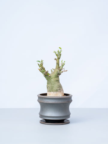 【一点もの】アデニア・スピノーサ Table-L #1