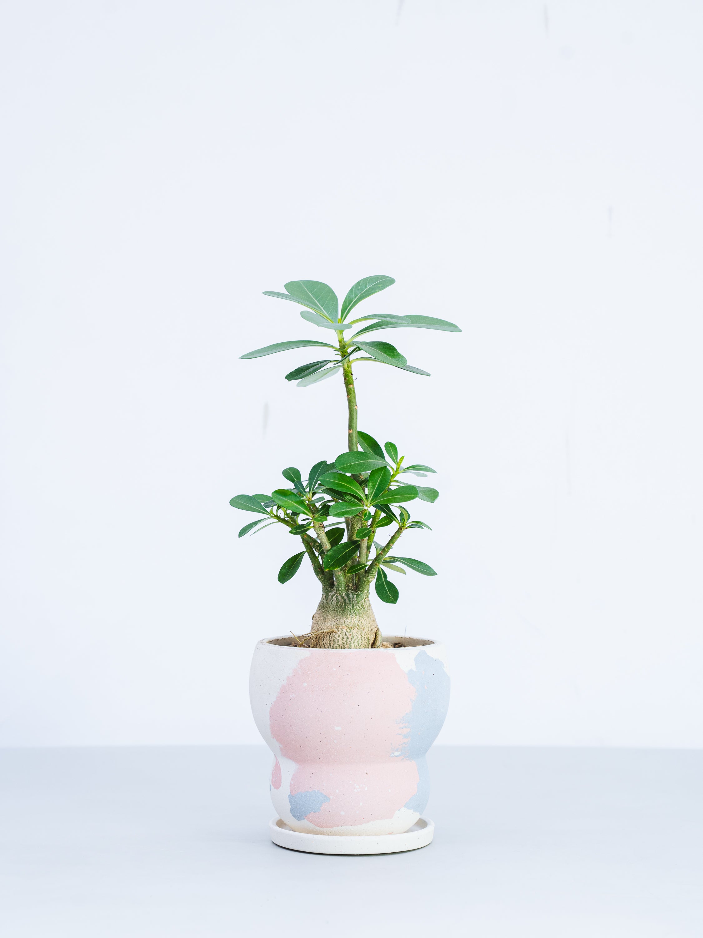 一点もの】アデニウム・アラビカム Table-L #3 | 観葉植物・お花の通販