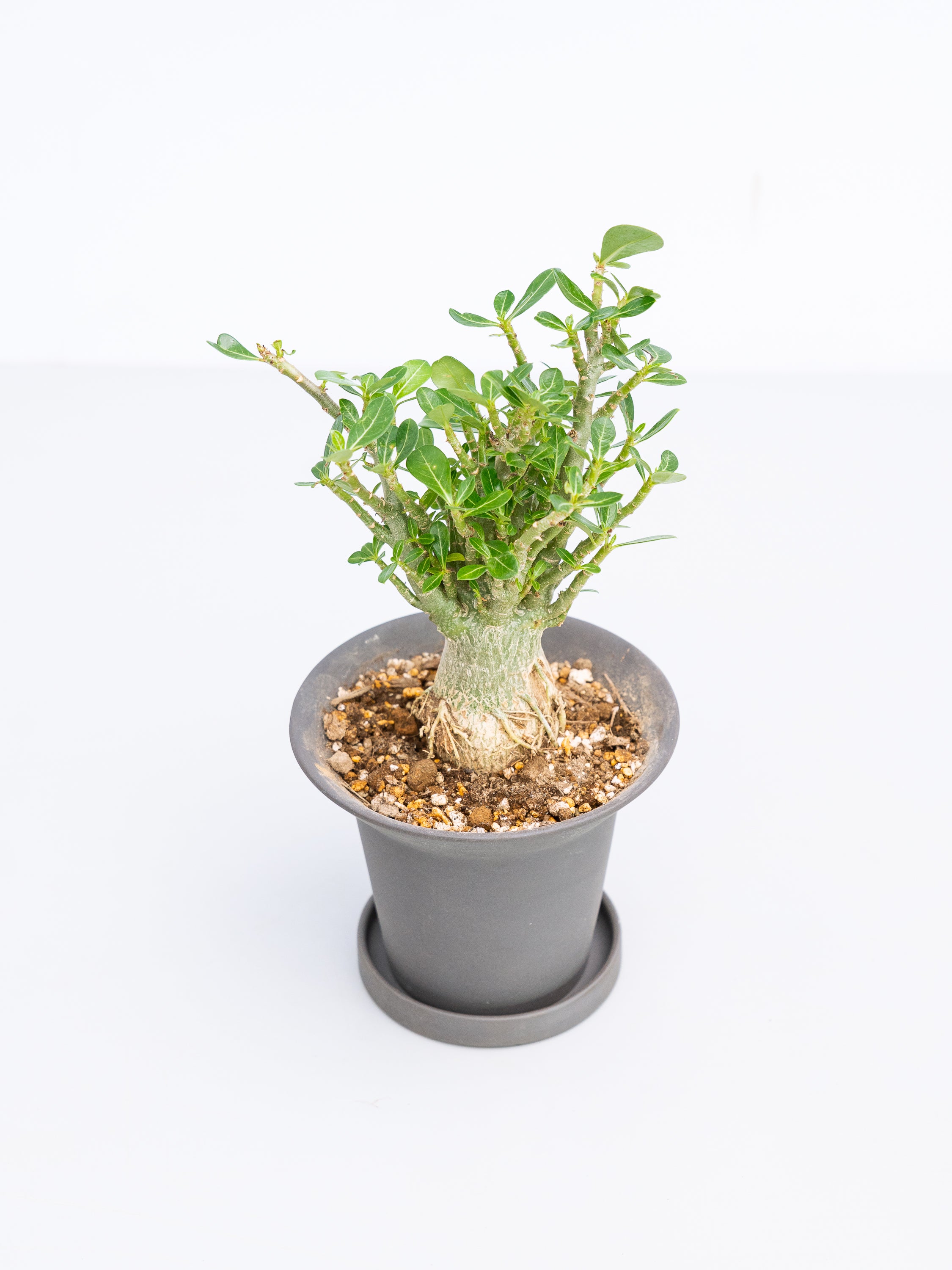 一点もの】アデニウム・アラビカム 実生 Table-M #1 | 観葉植物・お花