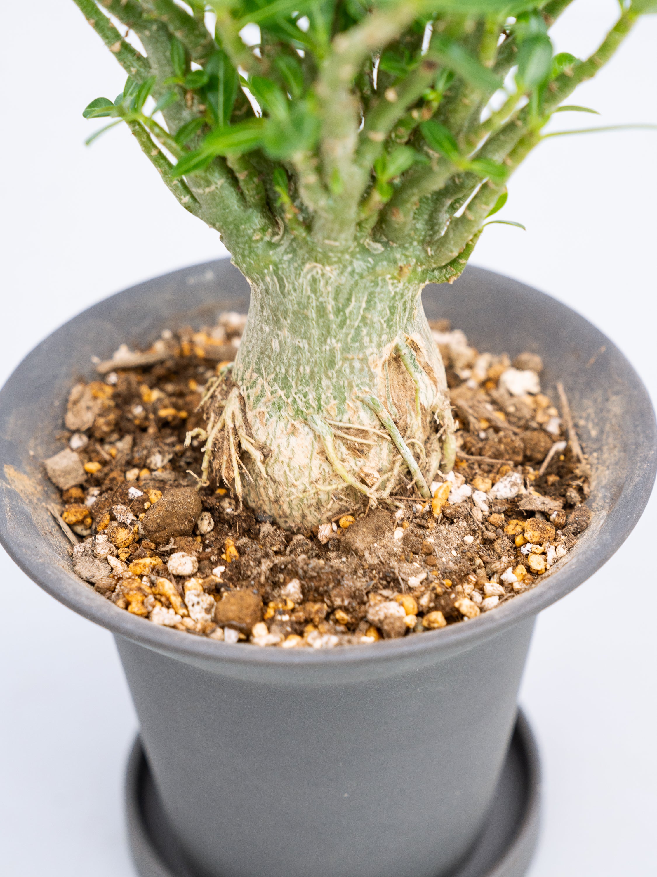 一点もの】アデニウム・アラビカム 実生 Table-M #1 | 観葉植物・お花